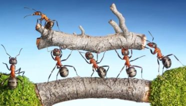 Imagen de unas hormigas que representan un equipo de trabajo unido